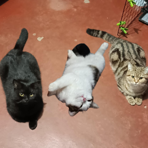 The Cats